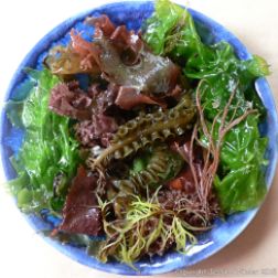 Colourful common British seaweeds in a blue bowl