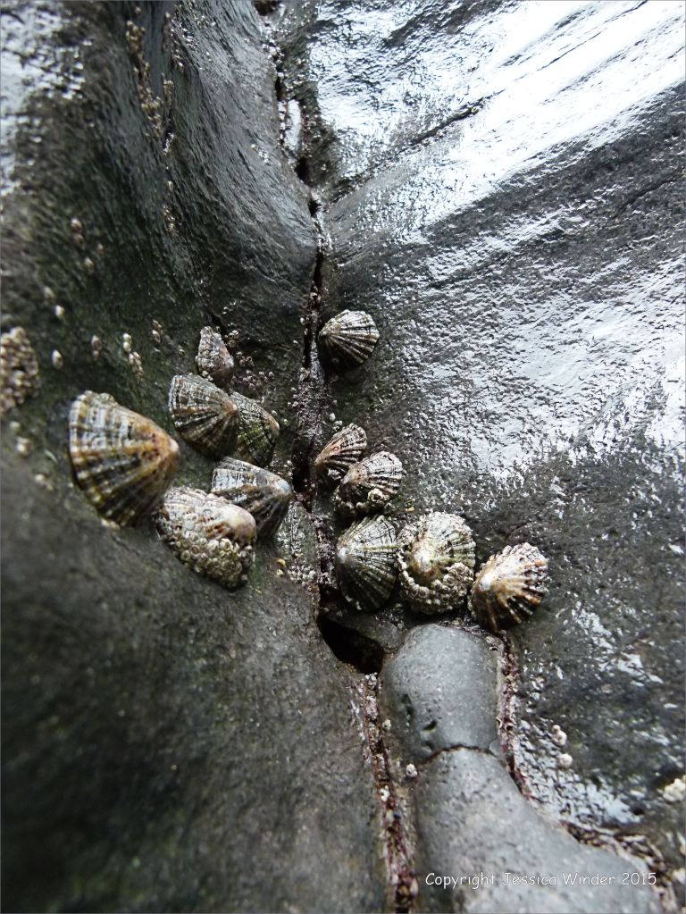 Natural abstract image of a crack in the rock of a cliff face with limpets