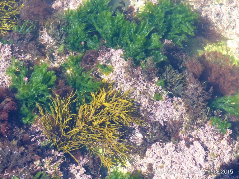 Common British seaweeds in a rock pool