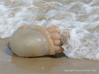 Jellyfish on Studland Beach