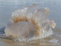 Jellyfish on Studland Beach