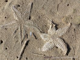 Skeletonised dead starfish in the sand