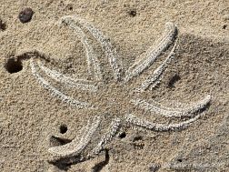 Ghostly shape of a dead starfish in the sand on the beach