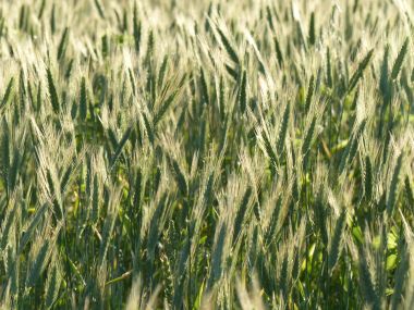 Ripening heads of hybrid barley in Nitten Field