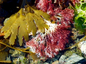 Brown and red seaweed on the shore at Rocquaine Bay
