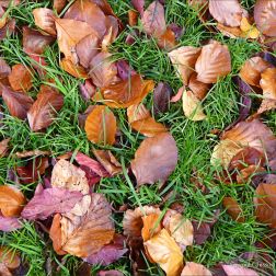 Autumn leaves in Pontypool Park, South Wales