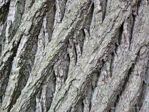 Sweet Chestnut tree bark in Pontypool Park