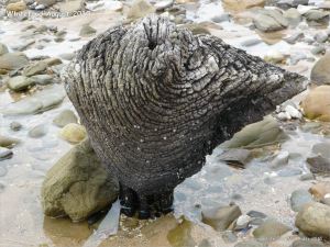 Odd shaped piece of ancient wood protruding from a stone covered beach at Whiteford on the Gower Peninsula