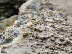 Worm tube fossils in a boulder at Winspit in Dorset