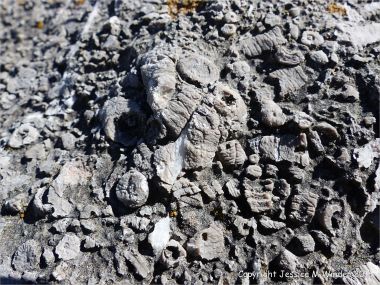 Crinoidal limestone outcrop