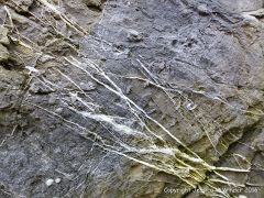 Rock texture and pattern in Carboniferous Pembroke Group Limestone at Three Cliffs Bay