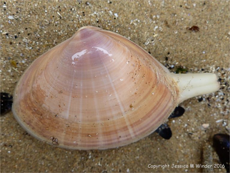 Living Rayed Trough Shell in a shallow tide pool on a sandy beach