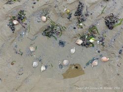 Live Rayed Trough Shells in a beach pool at low tide