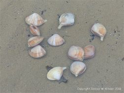 Live Rayed Trough Shells in a shallow pool at low tide