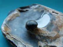 Oyster shell with attached pearl