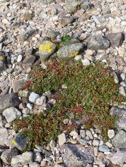 Lichens and flowering plants colonising The Pennard Pill stony riverbank at Threecliff Bay