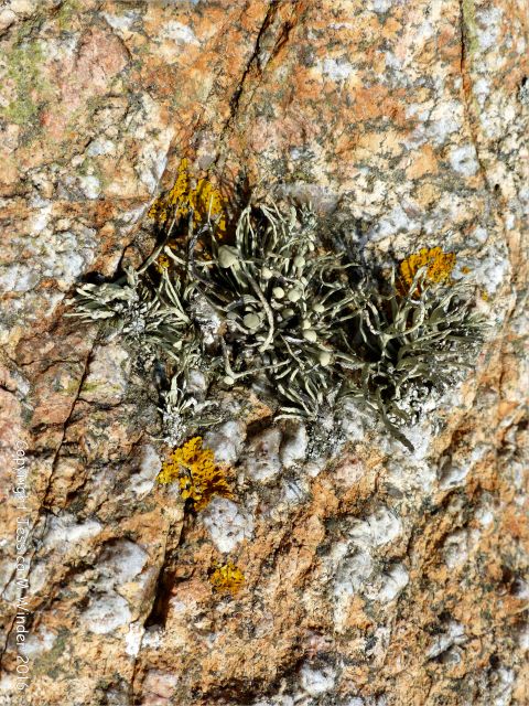 L'Eree Granite with lichens on the beach near Lihou Island