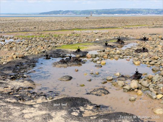 Context shot showing peat beds and tree stumps on the beach at Whiteford Sands