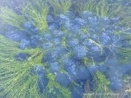 Frog spawn in a pond