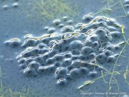 Frog spawn in a pond
