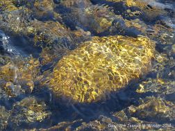 Pebble on a stream bed shimmering gold with reflected light