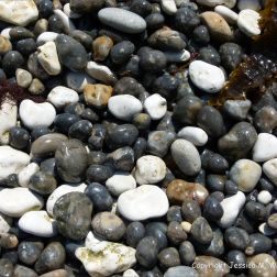 Black and white wet pebbles on a Dorset beach