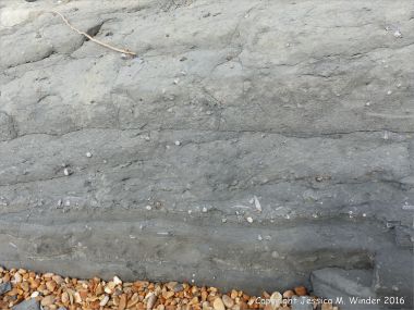 Layers of belemnites and other fossils in the cliff at Seatown, Dorset, England.