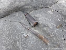 Belemnites with trace fossils at Seatown in Dorset, England.