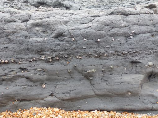 Layers of belemnites and other fossils in the cliff at Seatown, Dorset, England.