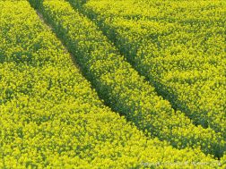 Yellow flowering oilseed rape crop in spring