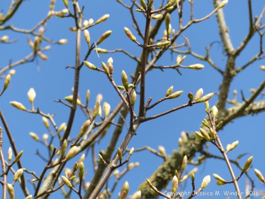 Tree leaves and flowers opening in Spring