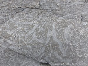 Trace or ichno fossils of marine invertebrate burrows