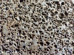 Close up of rock with small holes that are mostly burrows made by marine worms