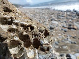 Beach stone with holes made by marine invertebrates at Charmouth, Dorset, England.