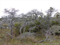 A group of gnarled and stunted trees growing in a bog