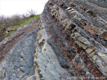 Sedimentary strata from the Carboniferous Cumberland Group at Spencer's Island in Nova Scotia, Canada.