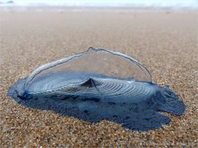 By-the-wind sailor (Velella velella Linnaeus) on the beach at Rhossili, Gower, South Wales.