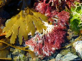 Common British seaweeds at Rocquaine Bay
