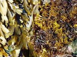 Common British seaweeds at Rocquaine Bay