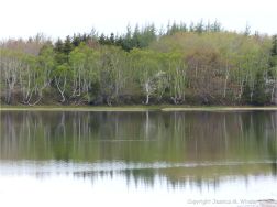 Coastal view with reflections of trees on the smooth water surface
