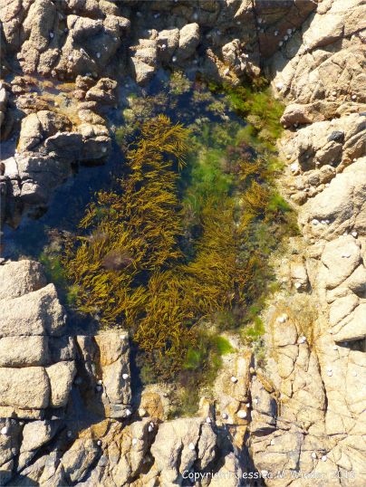 Rock pool with seaweed in Cobo Granite