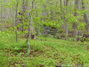 Forest floor covered with Sugar Maple seedlings