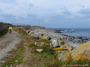 Gulls congregating near a land fill site on the coast