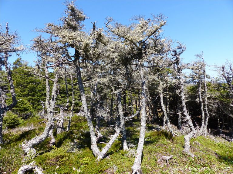 Conifers stunted by harsh weather along the Louisbourg Lighthouse Trail