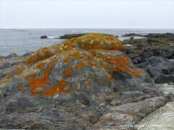 Outcrop of volcanic rock with orange lichen at Fourchu Head