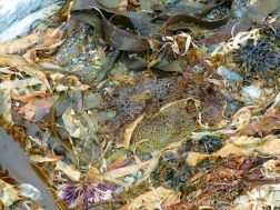 Seaweed washed ashore at Fourchu Head