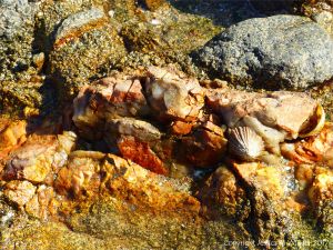 Vein of contrasting colour in granite at Rousse Point