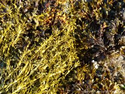 Seaweed growing on rocks at Rousse Point