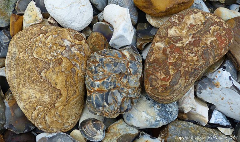 Beach stones derived from the chalk cliffs at South Beach, Studland, Dorset, England.