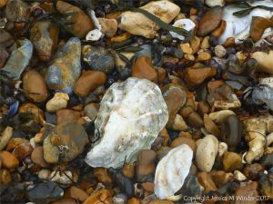 Oyster shells on a shingle strandline at the seashore